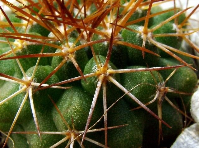 Copiapoa taltalensis ssp.taltalensis GC298.05 04